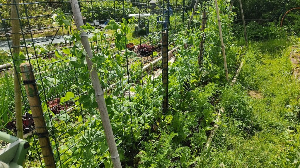 un potager productif en hauteur pour un gain de place