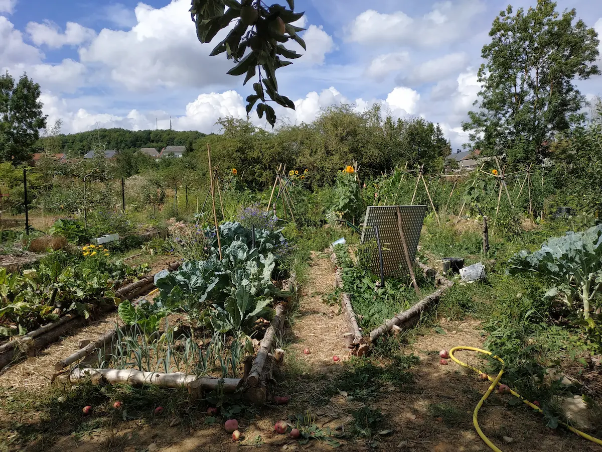 Potager simple et productif avec planches de culture bien vertes