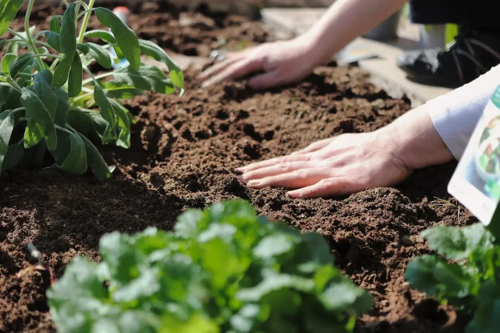 Des mains touchent la terre du potager pour vérifier sa texture avant les semis.