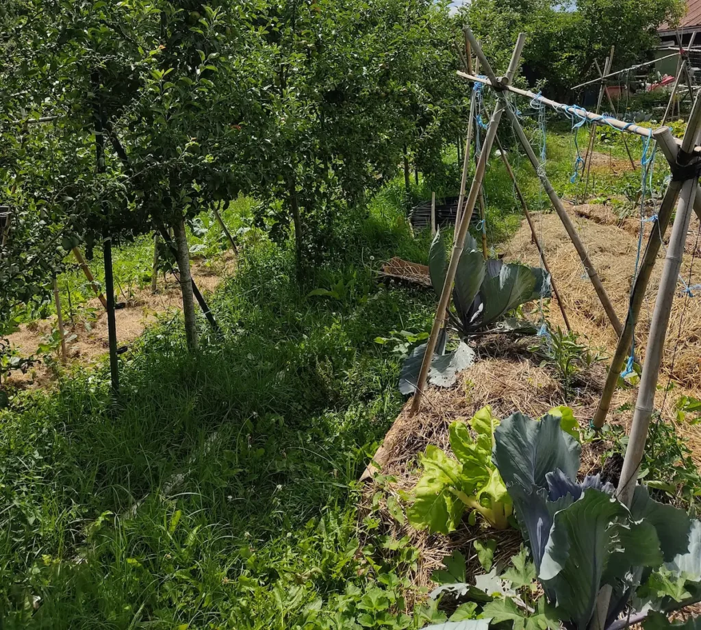 Planche de potager paillée pour améliorer un sol sableux, avec choux et salades en culture