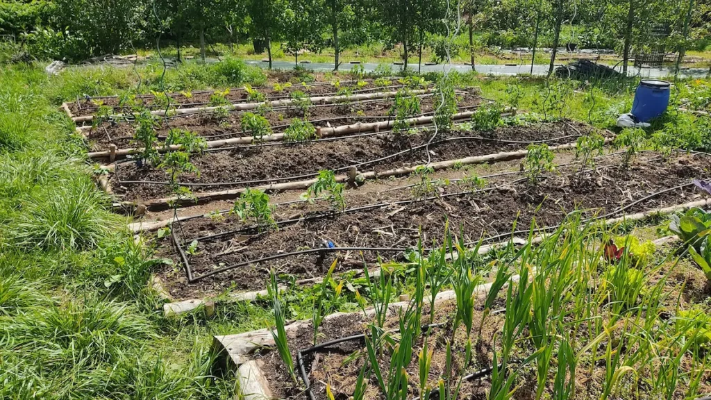 Systèmes d’arrosage automatique installés au potager sur des planches cultivées, avec sol vivant et rangs de légumes en croissance.