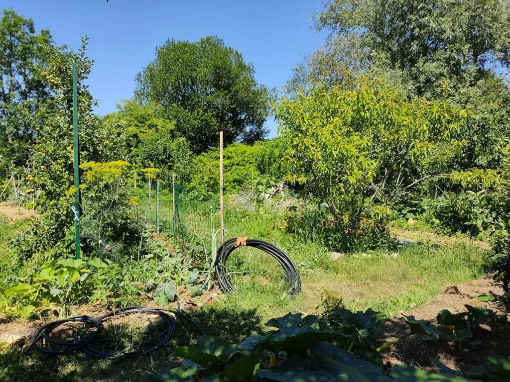 Préparation de l’arrosage du potager pendant une période de canicule
