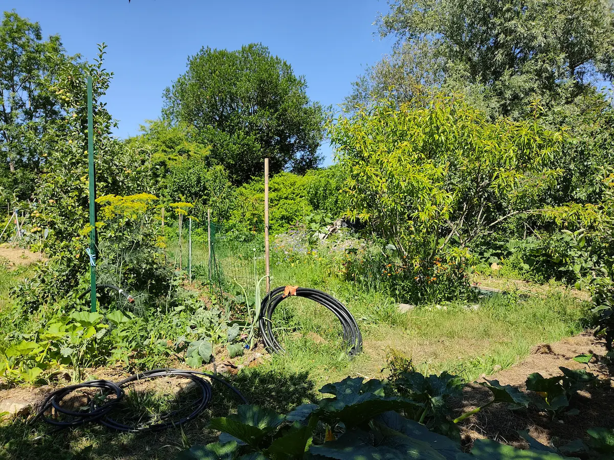 Préparation de l’arrosage du potager pendant une période de canicule