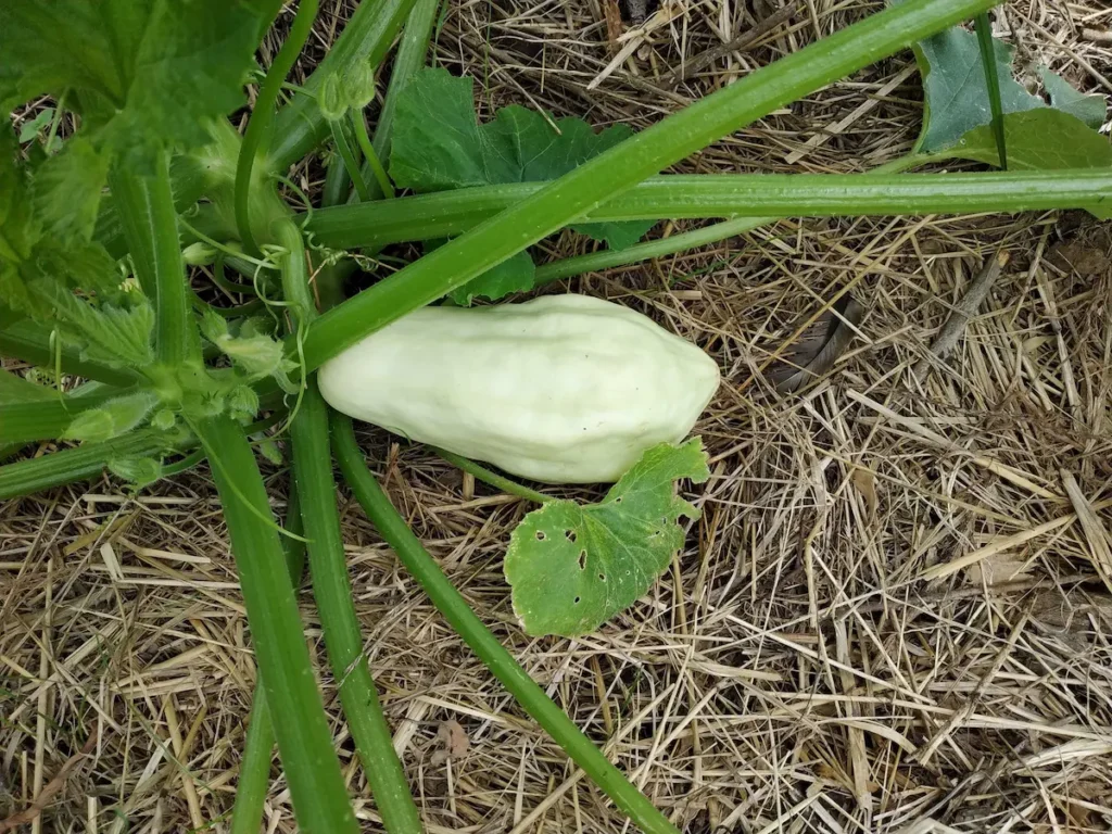 Paillage au potager pour désherber moins souvent, pied de courgette avec une courgette blanche