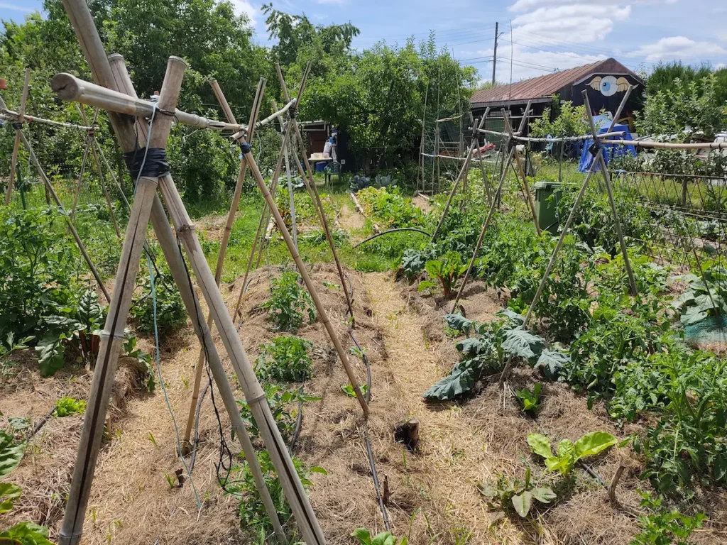 Observation de l’état du sol au potager sur des planches de culture paillées et vivantes