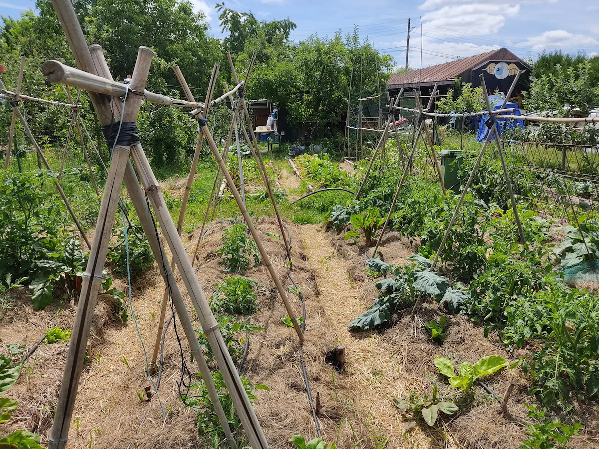 Observation de l’état du sol au potager sur des planches de culture paillées et vivantes