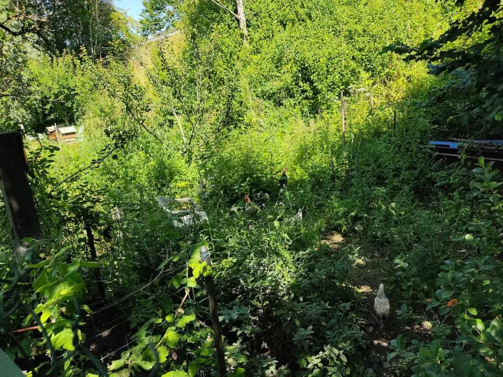 Gestion des herbes indésirables sans produits au potager, zone enherbée maîtrisée