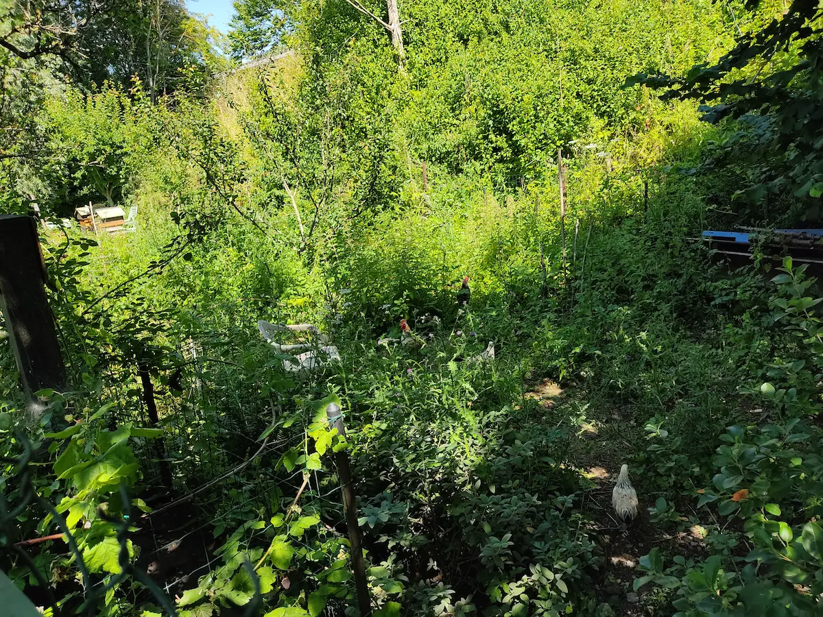 Gestion des herbes indésirables sans produits au potager, zone enherbée maîtrisée
