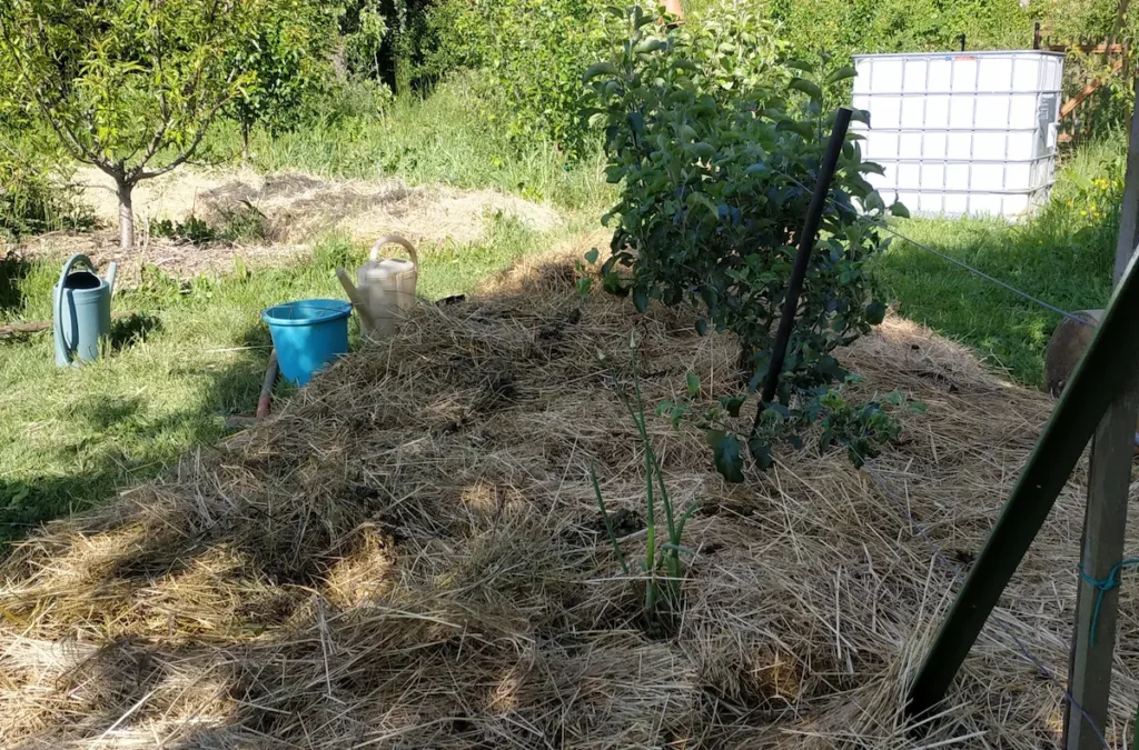 Planche de potager paillée avec arrosoirs, seau et citerne de récupération d’eau, illustrant le choix du bon moment pour arroser.