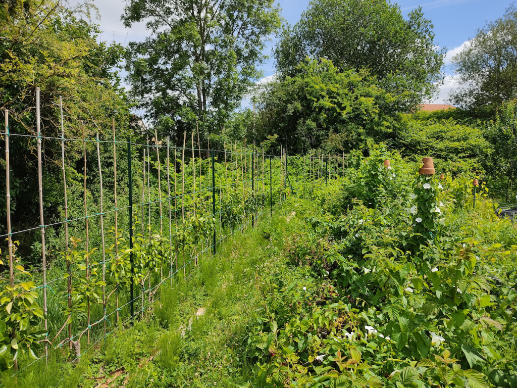 Organisation de l’entretien du potager, zone enherbée et zone nettoyée près des fruitiers