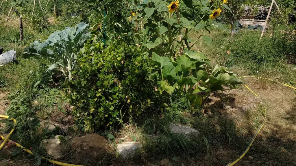 Pied de courgette, choux et tournesols au potager, avec un tuyau d’arrosage posé sur un sol encore humide