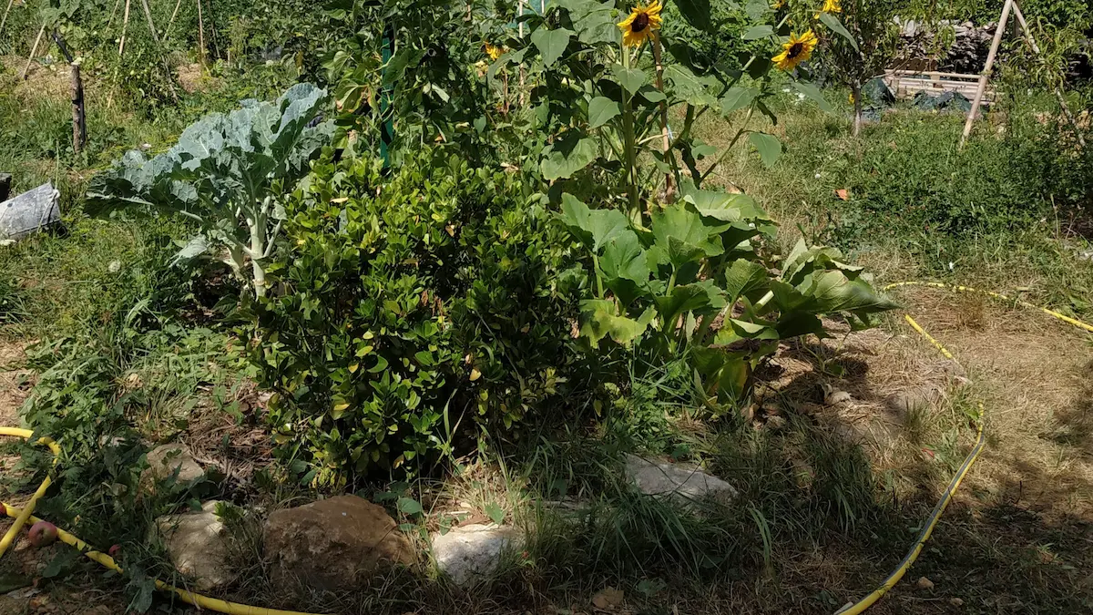 Pied de courgette, choux et tournesols au potager, avec un tuyau d’arrosage posé sur un sol encore humide