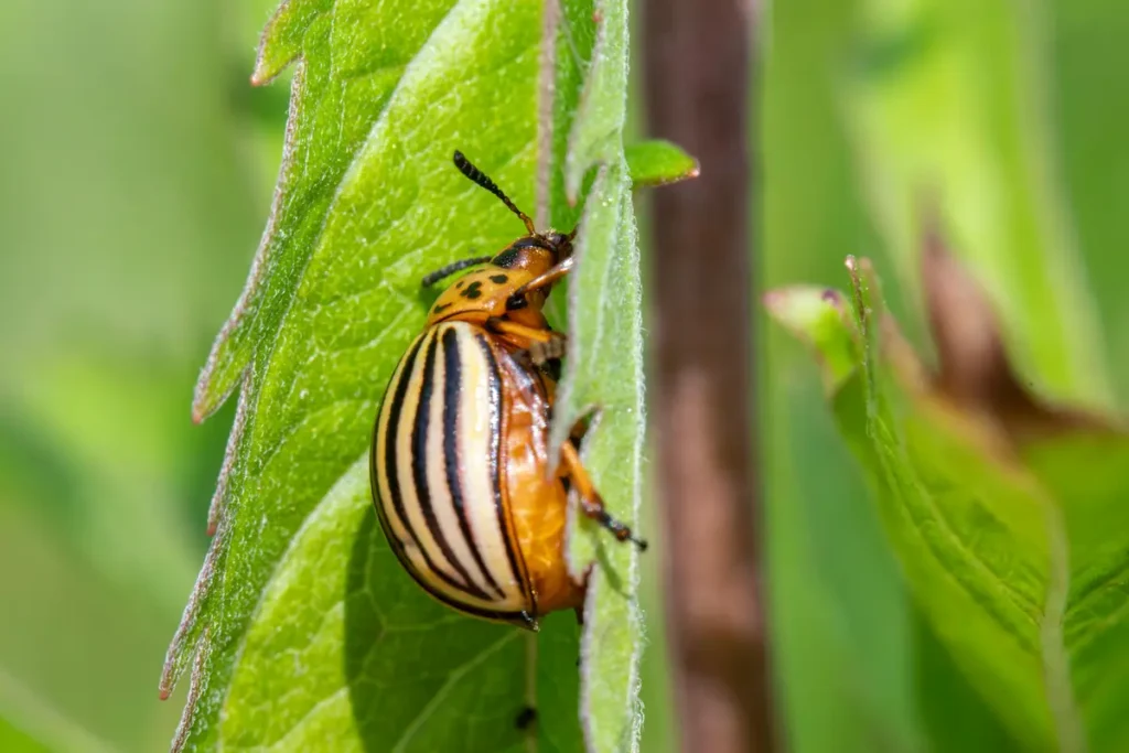 ravageur du potager. Doryphore sur une feuille de légume au potager