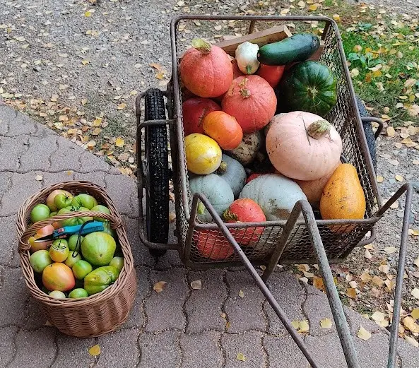 Récolte de fin de saison au potager : tomates vertes et courges mûres dans une charrette et un panier