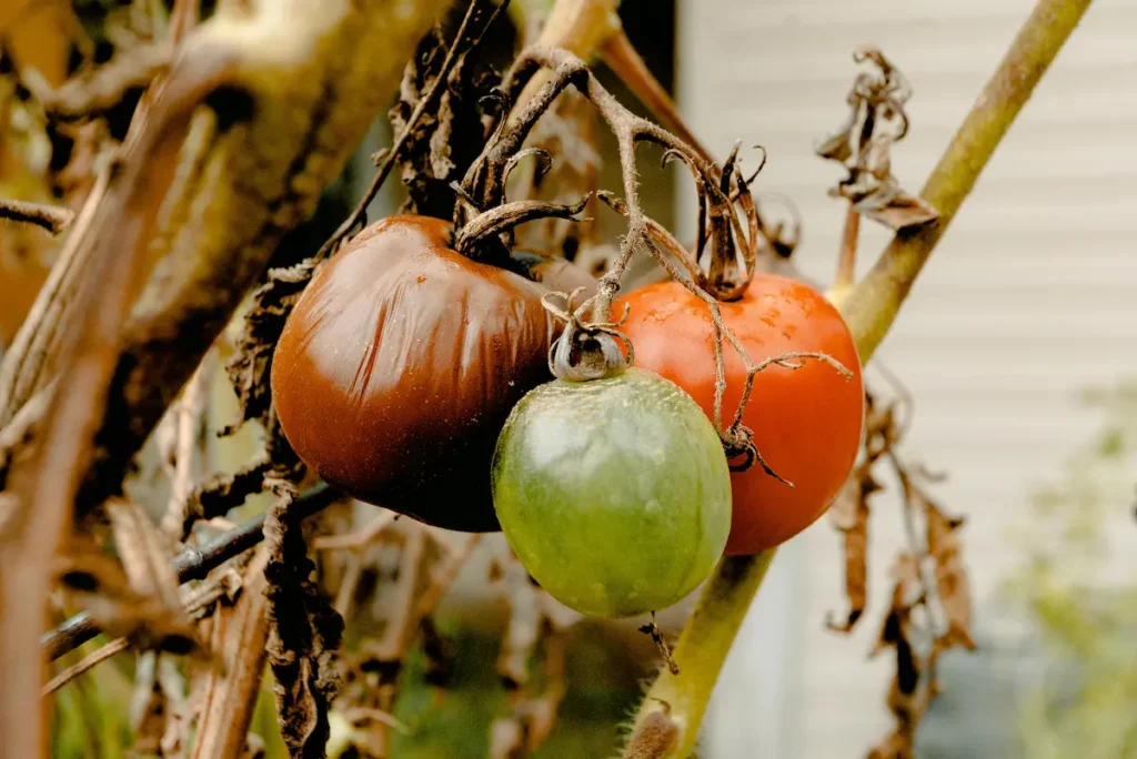 Maladie des tomates au potager on voit ici des tomates abîmées et touché par là Pourriture apicale