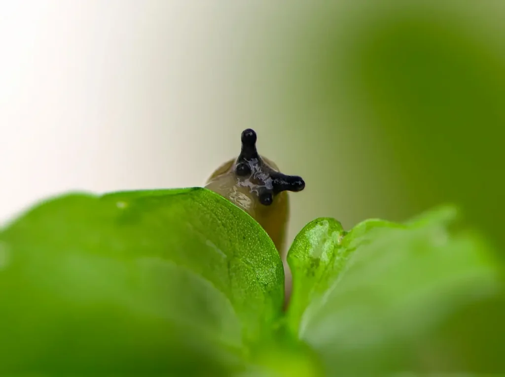 Limace brune sur une feuille verte d'un jeune plant.