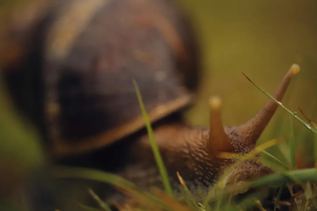 Escargot brun de Bourgogne dans l'herbe