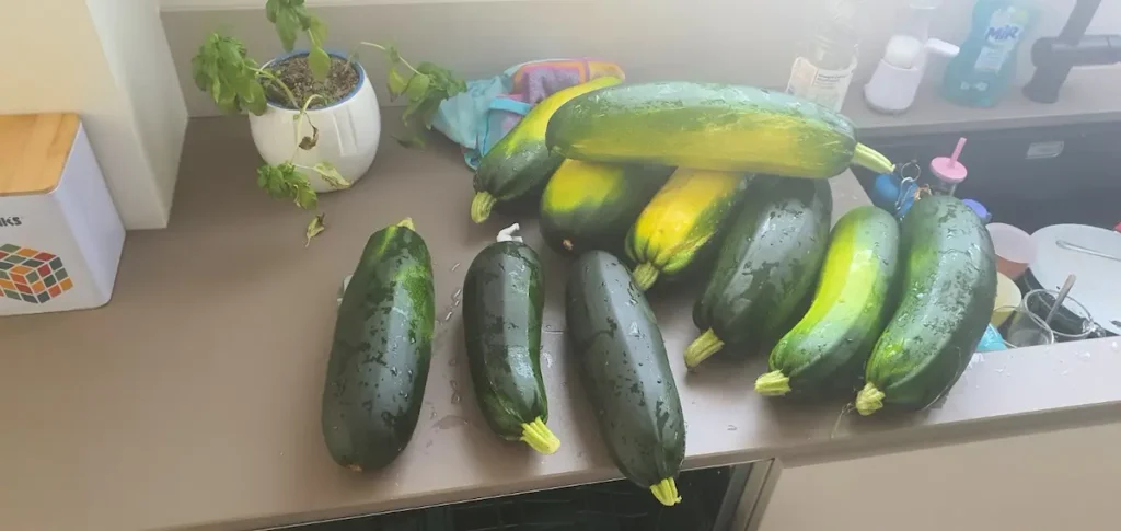 Récoltes abondantes de courgettes du potager prêtes à être conservées pour l’hiver.