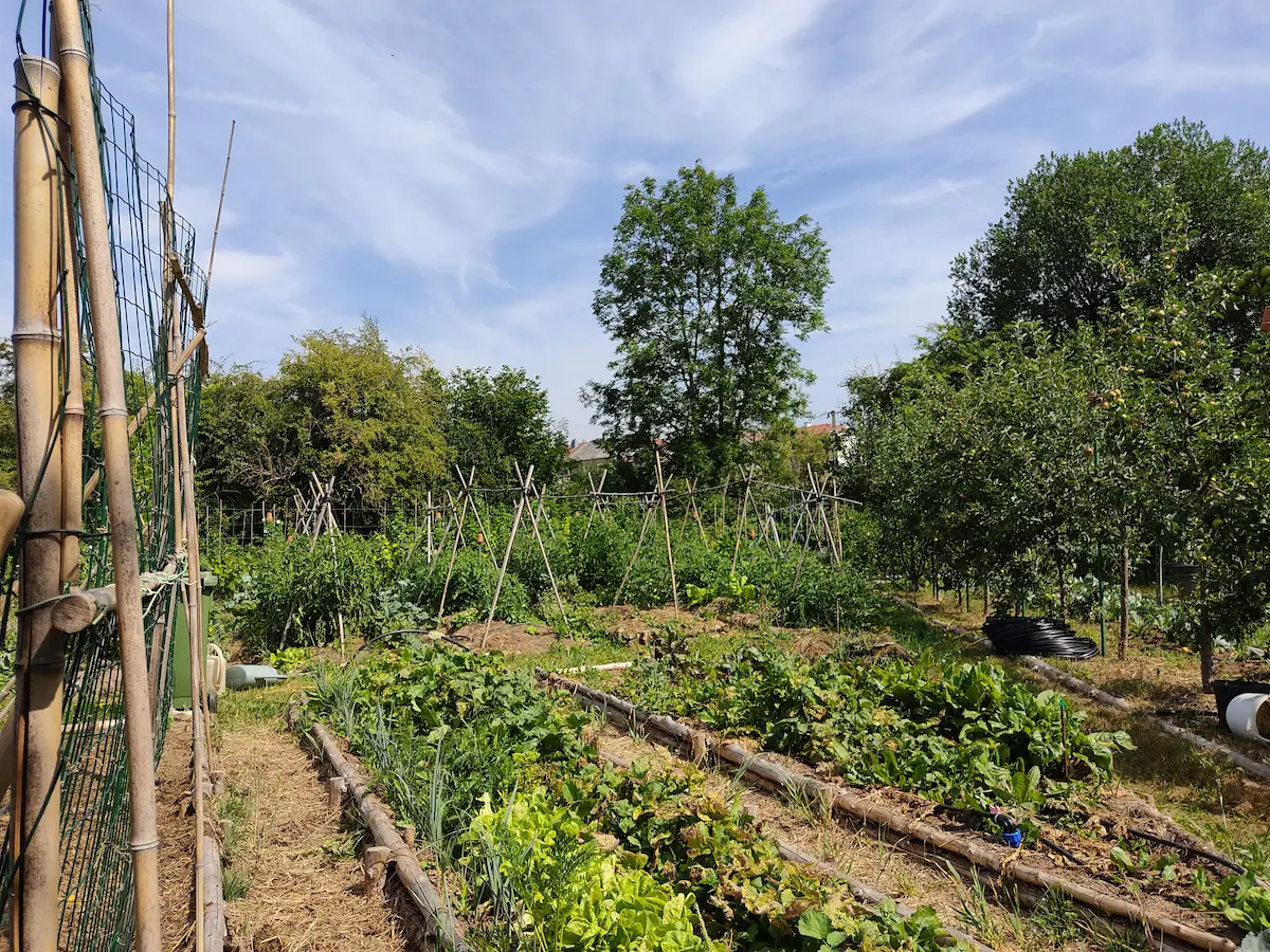 Mon jardin après travaus suivant un plan simple du potager