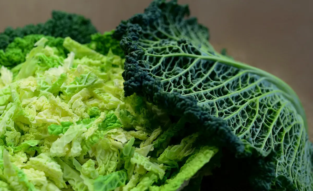 Feuille de chou fraîchement récoltée au potager, chou finement émincé, montrant une texture croquante et une couleur verte vive au moment idéal de récolte.