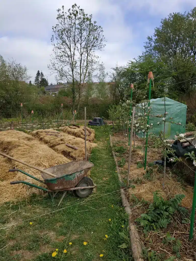 Vue d'un potager pratique avec des buttes de culture recouvertes d'une épaisse couche de paille protectrice et des allées propres.