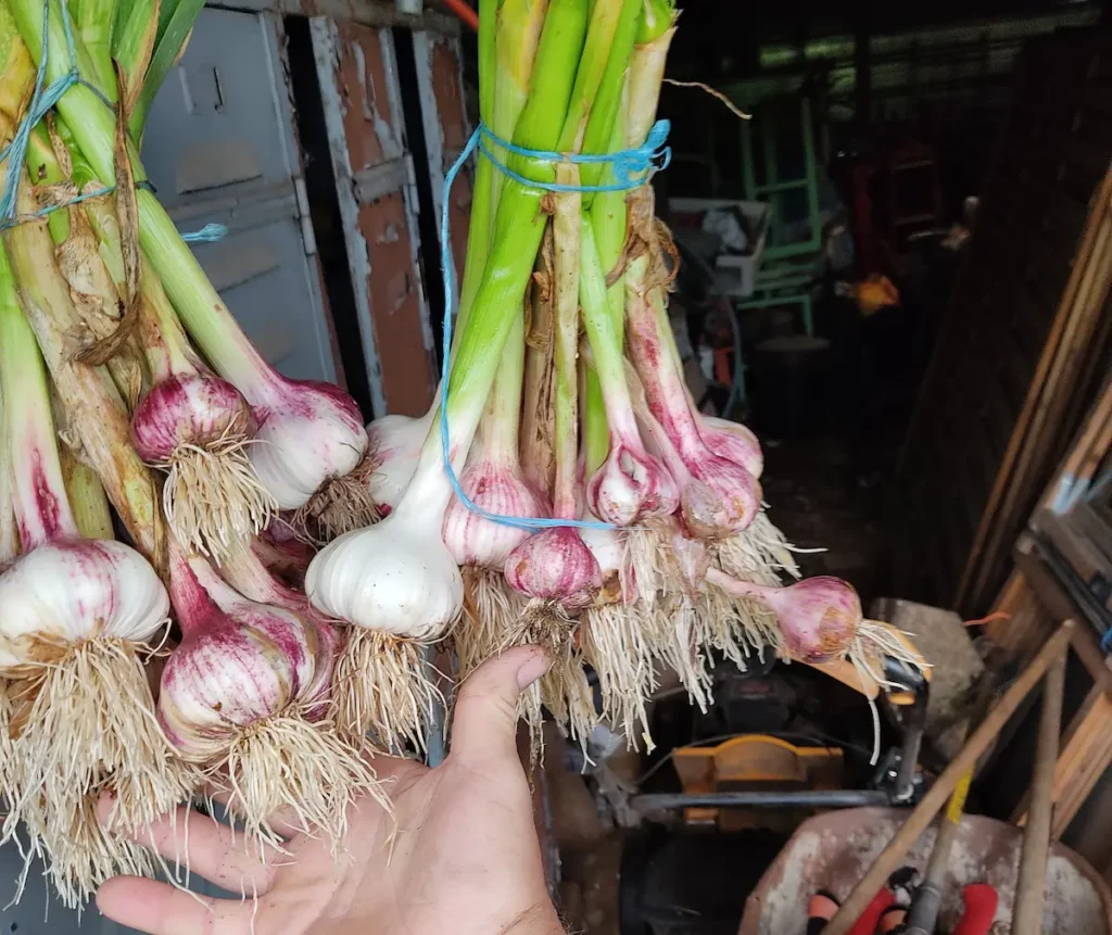 Deux paquets d’ail fraîchement récoltées au potager, suspendues pour sécher après une récolte sans abîmer les plantes.