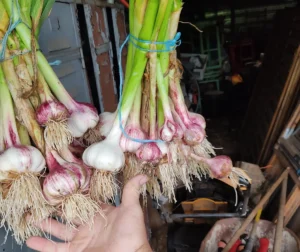 Deux paquets d’ail fraîchement récoltées au potager, suspendues pour sécher après une récolte sans abîmer les plantes.
