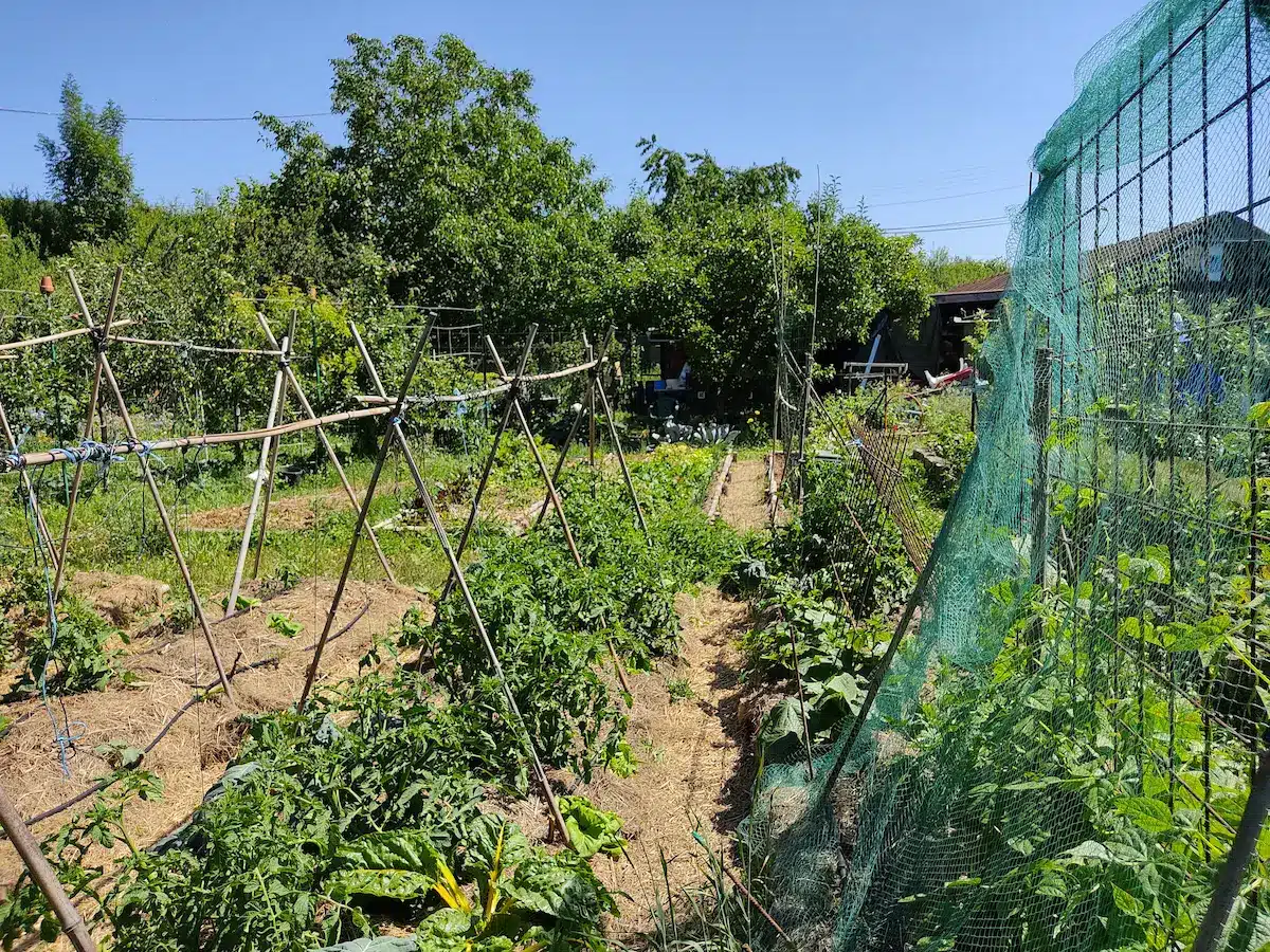 Bricolage au potager avec des treillis de récupération, des filets de protection et des tuteurs de tomates au milieu de planches de culture productives en Moselle.
