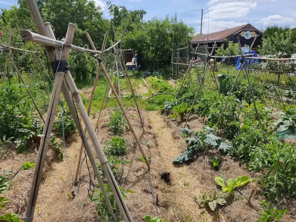 Tipi de tuteurage pour tomates en bambou fait maison avec fixations robustes.