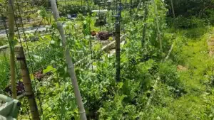 Treillis potager fait maison en grillage rigide avec jeunes plants de petits pois grimpants.