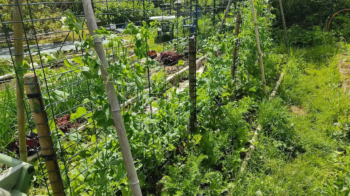 Treillis potager fait maison en grillage rigide avec jeunes plants de petits pois grimpants.