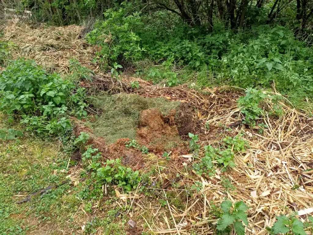 Zone de compostage de proximité près de la maison avec tontes de pelouse fraîches et branches coupées sur un sol vivant.