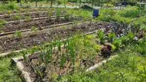 Installation de tuyaux goutte a goutte sur des planches de culture au potager