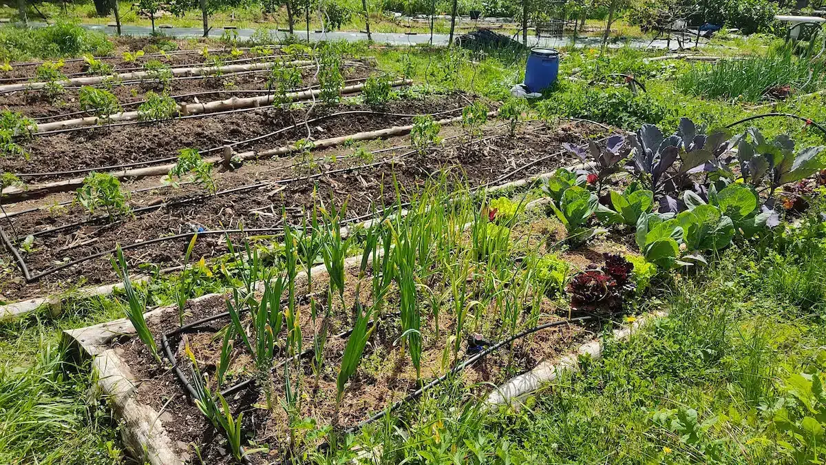 Installation de tuyaux goutte a goutte sur des planches de culture au potager